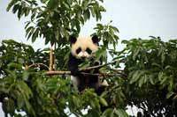 Photos of young  Great  Panda.